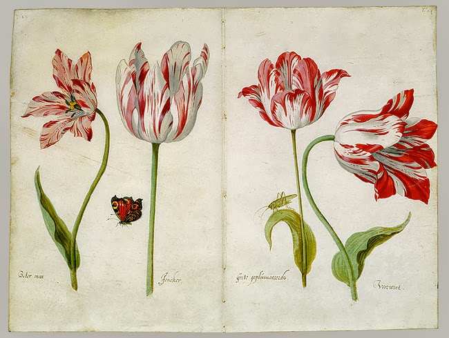 Tulipmanie_Augustus